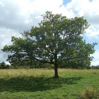 Training Tree Square